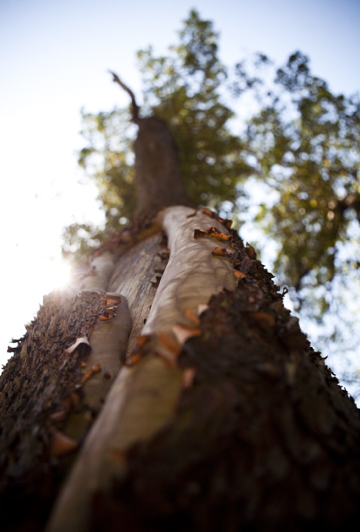 Looking up an arbutus right outside the door